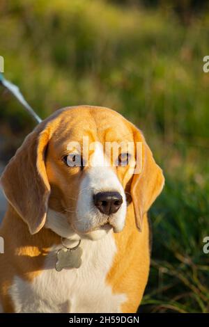 Photo of a pedigreed beagle dog with a collar sitting on the green grass in the morning Stock Photo
