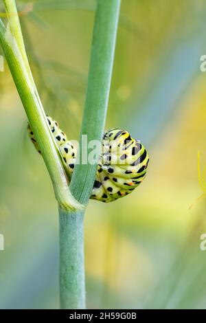 Caterpillar of an old world swallowtail, Papilio machaon on a fennel stem Stock Photo
