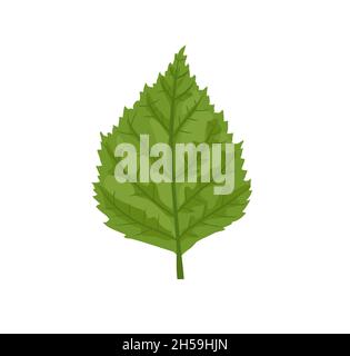 green leaf isolated on white background,Green abstract leaf icons. Natural greens plants and leaf vector isolated icons Stock Vector