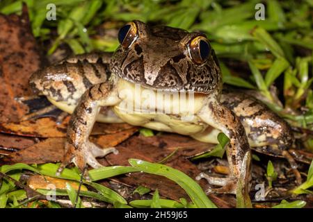 Australian Endangered Giant Barred Frog Stock Photo