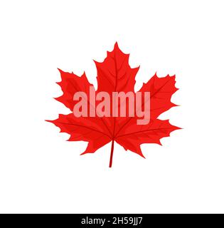 Maple leaves vector illustration. Autumn leaf leaves. Fall leaves maple Stock Vector