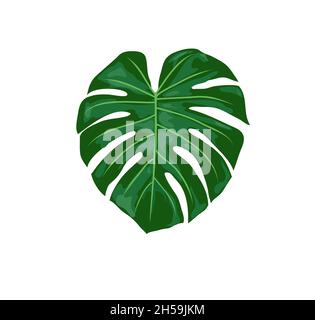 tropical monstera leaves vector illustration. Monstera plant leaves Stock Vector