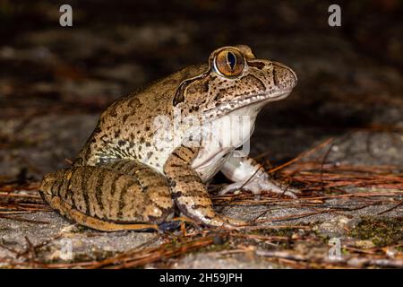 Australian Endangered Giant Barred Frog Stock Photo