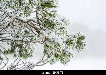 Frosty pine branch in winter Stock Photo