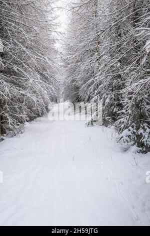 Hiking trail in a wintry larch forest Stock Photo
