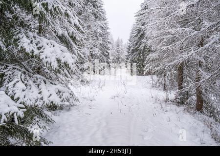 Nature path through snowy larch trees and spruces in winter Stock Photo
