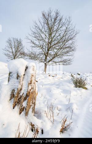 Windswept tree stump with snow in a winter landscape Stock Photo