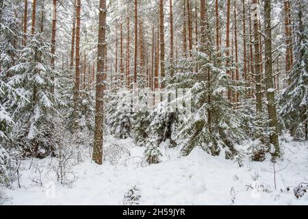 Beautiful snowy coniferous forest in winter Stock Photo