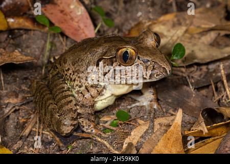 Australian Endangered Giant Barred Frog Stock Photo