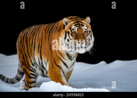 Close up Adult Tiger in snow isolated on black background Stock Photo