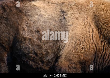 Real fur bison skin texture. Animal print pattern tile background Stock Photo