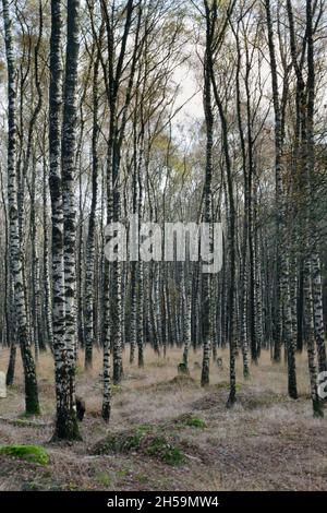 Birch forest in autumn, black and white tree stems and Purple moor grass Stock Photo