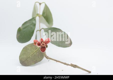 Single Feijoa flower with leaves on a twig, horizontal landscape on white background Stock Photo