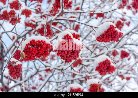 Winter frozen red rowan berries under the first snow. The snowfall covered the trees with snow. Trees in the snow. First snow. Wonderful winter. Stock Photo