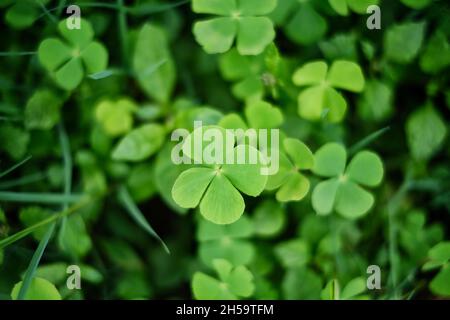 Green 4 leaf clovers from a garden. Lucky Irish Four Leaf Clover background in the Field for St. Patrick Day. The four leaves represent hope, faith, l Stock Photo