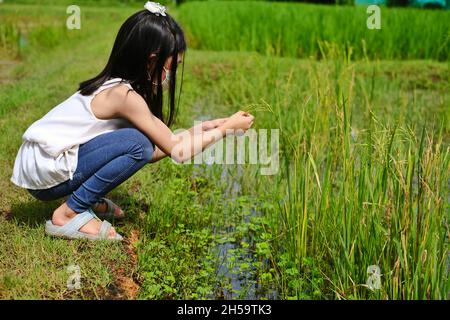 A cute young Asian girl in white shirt and blue jeans is sitting alone side a rice paddy field, inspecting a rice plant with ripe grains, ready to be Stock Photo