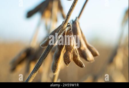 Close up of the soy bean plant in the field Stock Photo