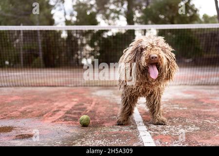 Healthy happy dog of Komondor breed, Puli, Bergamasco, playing with a tennis ball. Rasta dog, grooming Stock Photo