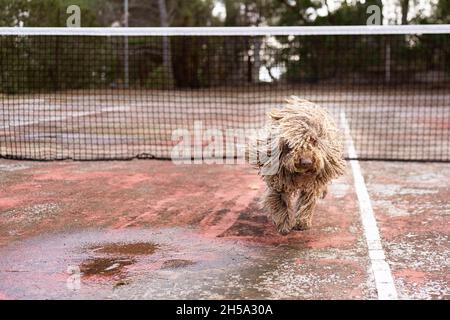 Healthy happy dog of Komondor breed, Puli, Bergamasco, playing with a tennis ball. Rasta dog, grooming Stock Photo