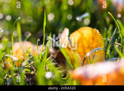 Closeup of morning dew drops on the green grass Stock Photo
