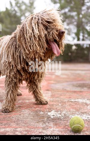 Healthy happy dog of Komondor breed, Puli, Bergamasco, playing with a tennis ball. Rasta dog, grooming Stock Photo