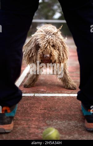 Healthy happy dog of Komondor breed, Puli, Bergamasco, playing with a tennis ball. Rasta dog, grooming Stock Photo