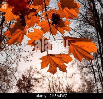 Autumn orange maple leaves on the branches. Autumn landscape Stock Photo