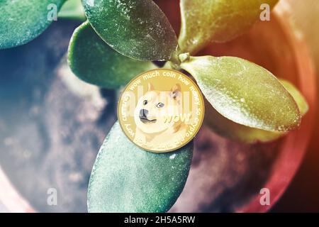 Investing money in cryptocurrency. Green homeplant in the pot and golden Dogecoin on it. Symbol of Dogecoin price growth. Crypto price boom. House Stock Photo