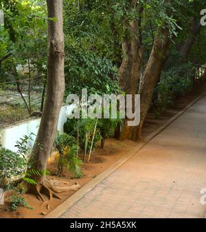 Lush green jogging track Stock Photo