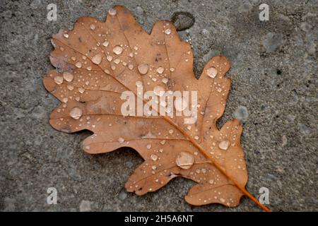 autumnal colored beech leaf with raindrops on a wet street floor Stock Photo