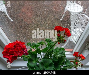 Vadstena, Sweden - May 23, 2021: Blooming red flowers on the windowsill in rainy day Stock Photo