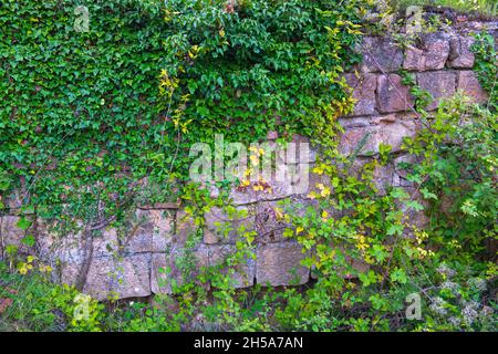 a large stone wall overgrown with various grass Stock Photo