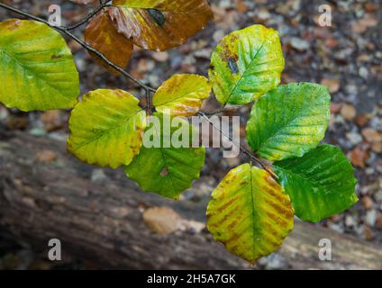 Branch of Beech tree, Fagus sylvatica, with leaves in autumn colors Stock Photo