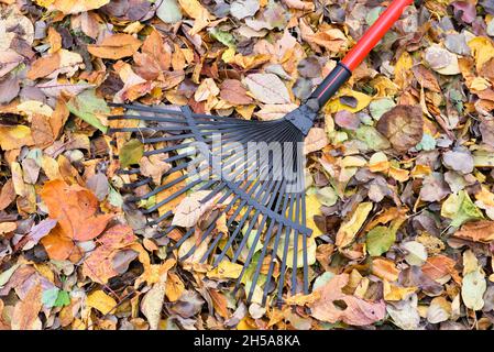 Gardening leaf rake on the background of collected autumn leaves in the garden Stock Photo