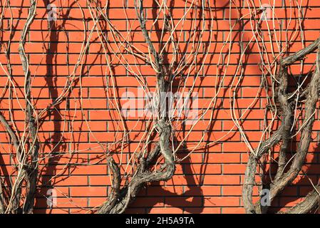 Red brick wall, background and texture. Trunks of dry weaving grapes on a background of the flat brick surface Creeping sprigs of grapes Stock Photo