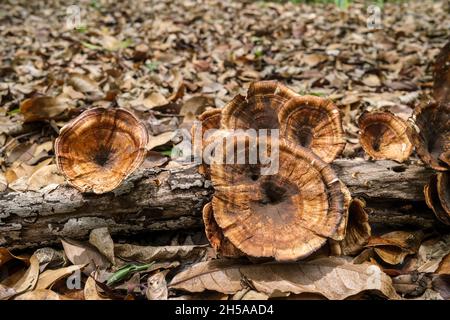 Bracket fungi on forest floor Stock Photo