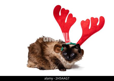 Portrait of beautiful funny Siamese cat wearing toy New Year deer horns isolated on white studio background. Stock Photo
