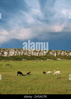 The limestone escarpment of Howick Scar / Long Heugh, near the village ...