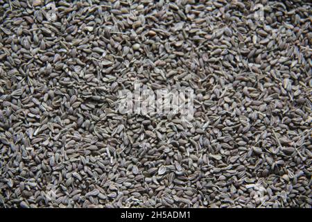 Whole fennel seeds, fennel, fennel, Florence fennel, fennel or head fennel (Foeniculum vulgare Mill)seeds close-up full frame. Backgrounds and texture. Stock Photo