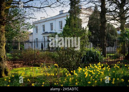 Spring Daffodils at Malone House, Barnetts Park, Belfast, Northern Ireland Stock Photo