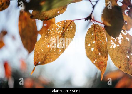 Colorful golden atumn leaves during fall season, orange and yellow leaves in the tree with bokeh on the background Stock Photo
