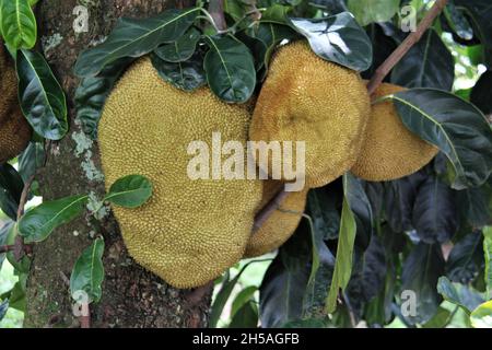 A bunch of jackfruit on a tree, Artocarpus heterophyllus, commonly known as jackfruit, is a tropical tree whose fruit is known as jackfruit. Stock Photo