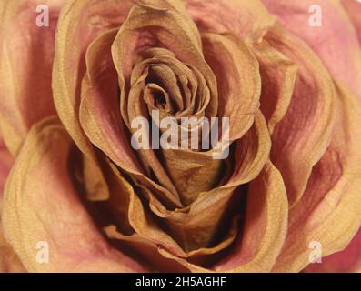 Dried Pink Two Tone Rose Close up Stock Photo