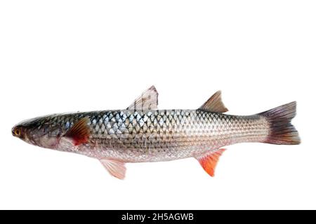 Red-finned mullet (Mugil soiuy, Redlip mullet (Liza haematocheilus)). This fish lives in Eurasia. Acclimatization and breeding facility. Isolated on w Stock Photo