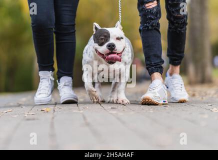 Two person walking an american bully dog tied with a leash outdoors Stock Photo