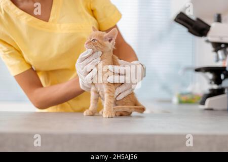 Vet nurse taking care of little kitten in animal clinic Stock Photo