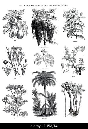 Plants of the Bible Gallery of Scripture Illustrations of plants and crops from ' The Doré family Bible ' containing the Old and New Testaments, The Apocrypha Embellished with Fine Full-Page Engravings, Illustrations and the Dore Bible Gallery. Published in Philadelphia by William T. Amies in 1883 Stock Photo