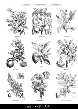 Plants of the Bible Gallery of Scripture Illustrations of plants and crops from ' The Doré family Bible ' containing the Old and New Testaments, The Apocrypha Embellished with Fine Full-Page Engravings, Illustrations and the Dore Bible Gallery. Published in Philadelphia by William T. Amies in 1883 Stock Photo