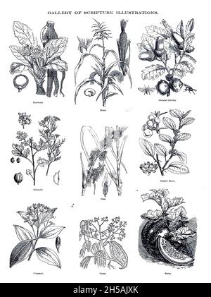 Plants of the Bible Gallery of Scripture Illustrations of plants and crops from ' The Doré family Bible ' containing the Old and New Testaments, The Apocrypha Embellished with Fine Full-Page Engravings, Illustrations and the Dore Bible Gallery. Published in Philadelphia by William T. Amies in 1883 Stock Photo