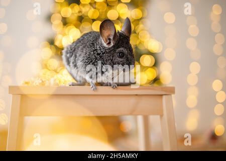 Portrait of cute brown chinchilla on a background of Christmas decorations and Christmas lights. Winter season and New Year pet gifts. Stock Photo